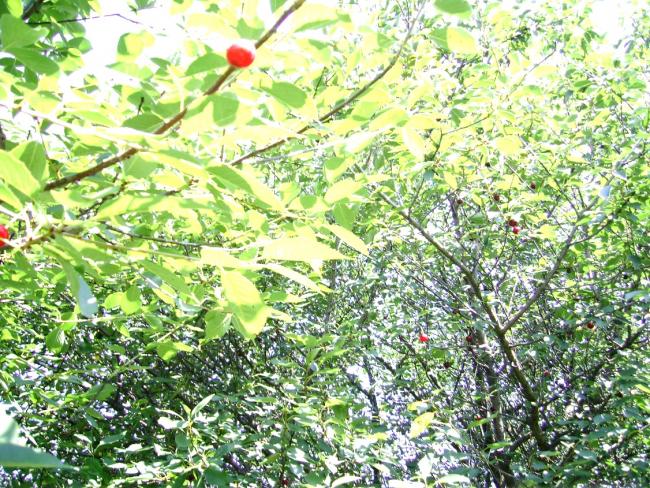 Наші фото - Дубовцы