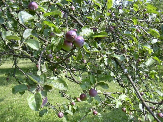 Рiдне село. - Великий Скнит