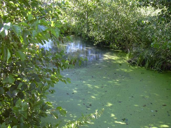 Рiдне село. - Великий Скнит