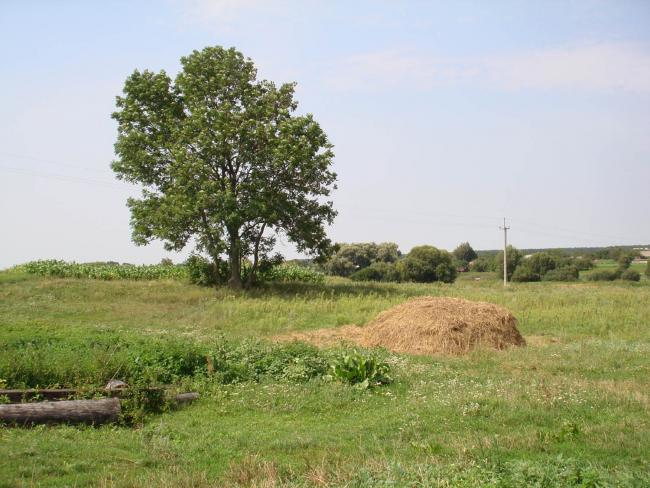 Наші фото - Вербичне