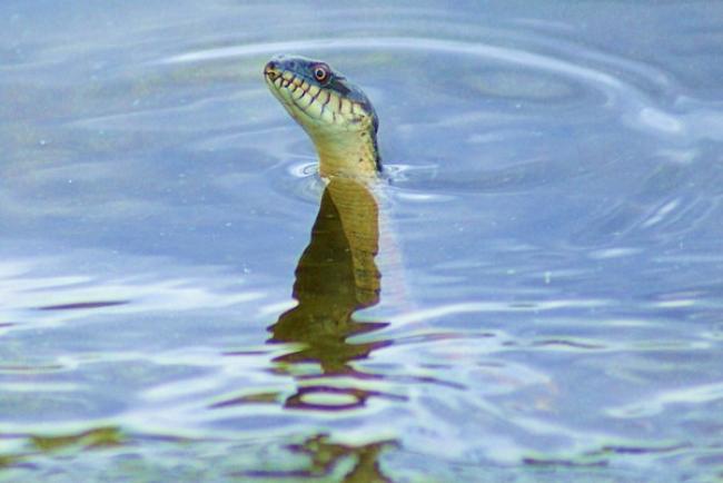 Наші фото - Самушин