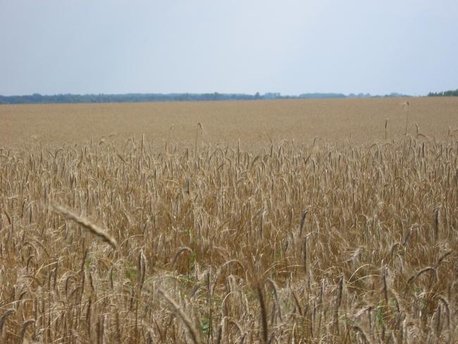 Наші фото - Бутовщина