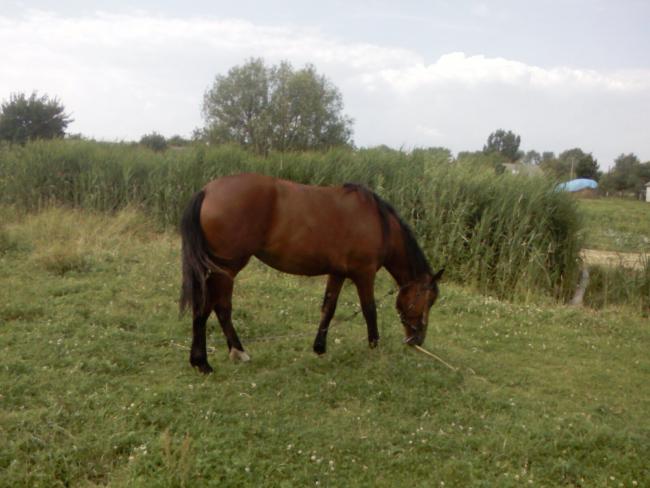 Наші фото - Бобли