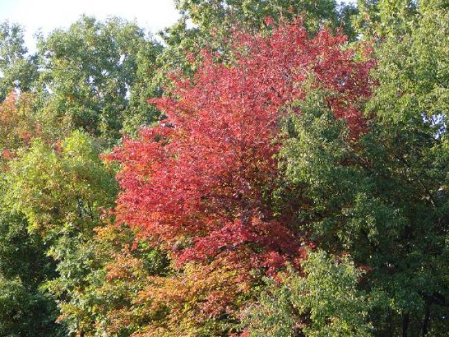 Ланна восени - Ланная