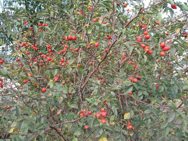 Говтва - Говтва