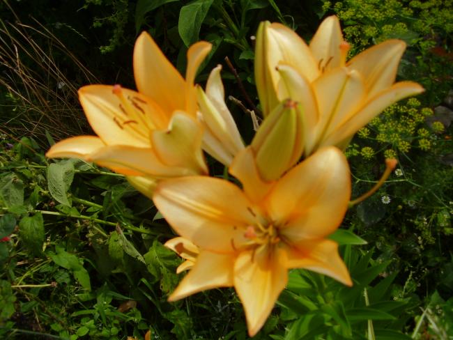 Міженець - Миженец