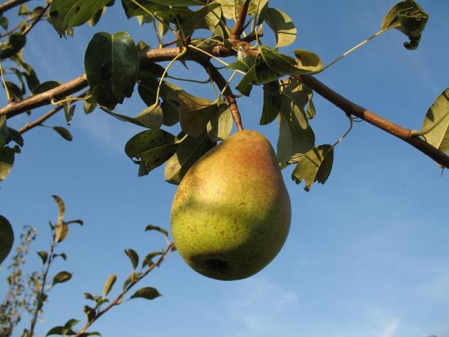 Говтва - Говтва