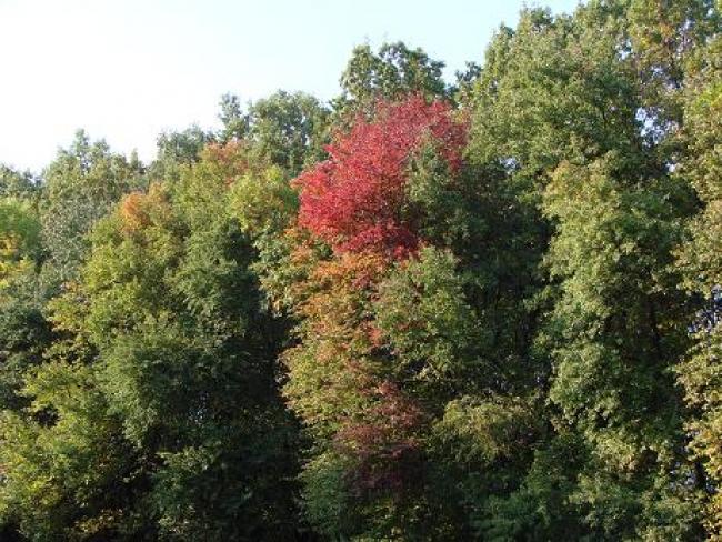 Ланна восени - Ланная