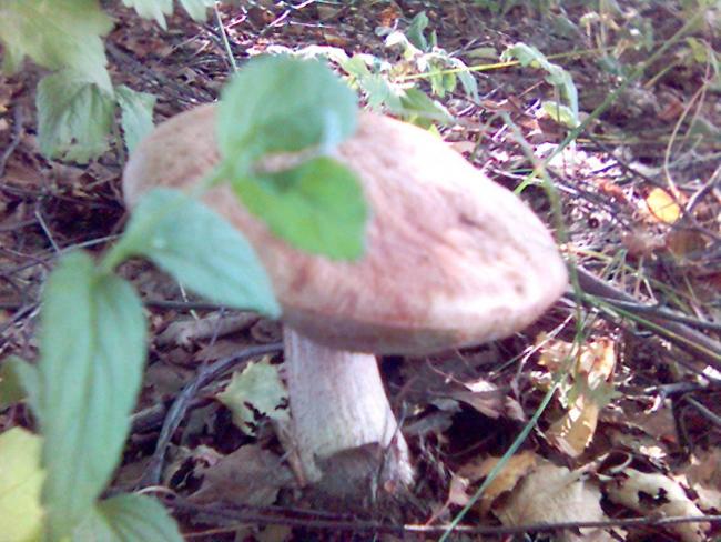 Яхники - Яхники