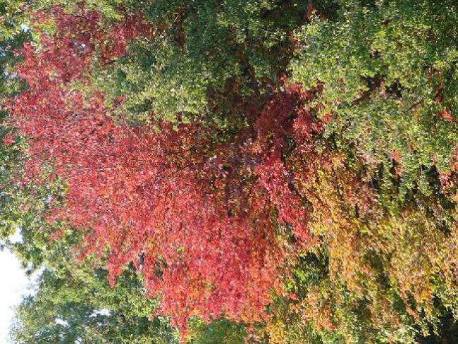 Ланна восени - Ланная