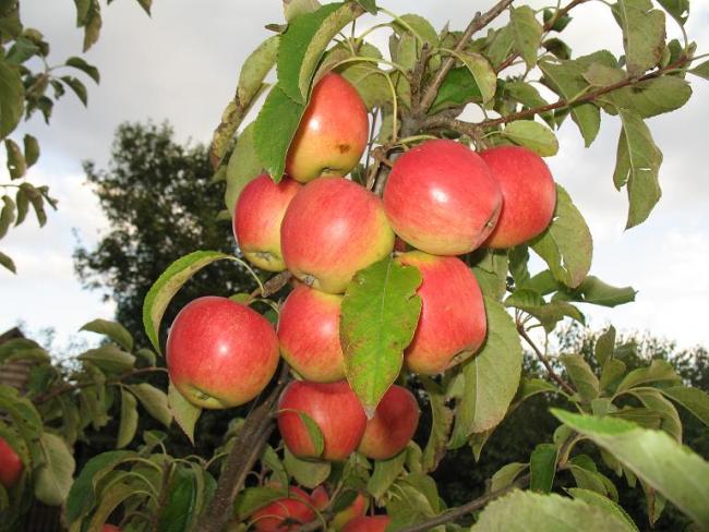 Говтва - Говтва