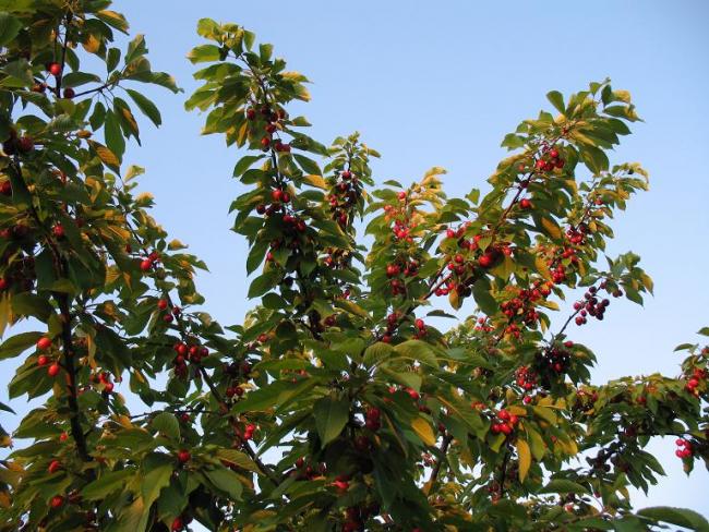 Говтва - Говтва