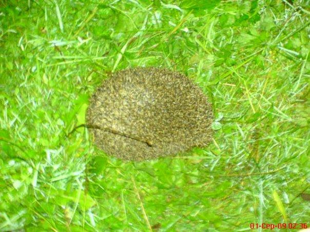 Наші фото - Хлиплі