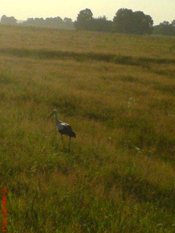 Наші фото - Хлиплі