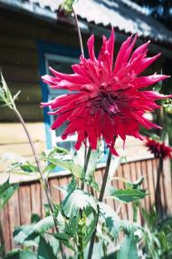 Давидівка - Останні фото