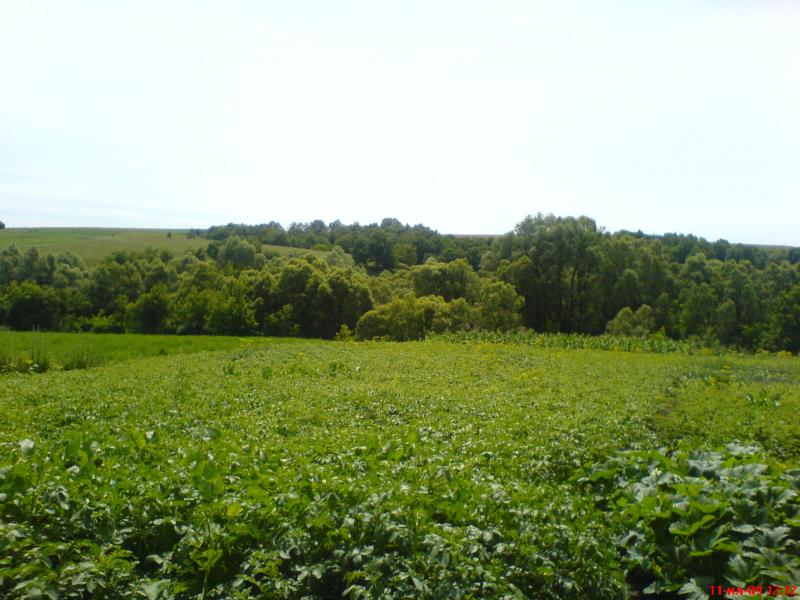 Лето - Буймер