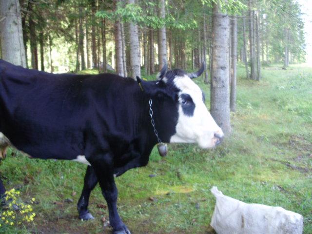 Найкраце село - Malyy Sknyt