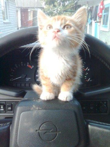 Ожарівка - Ожарівка