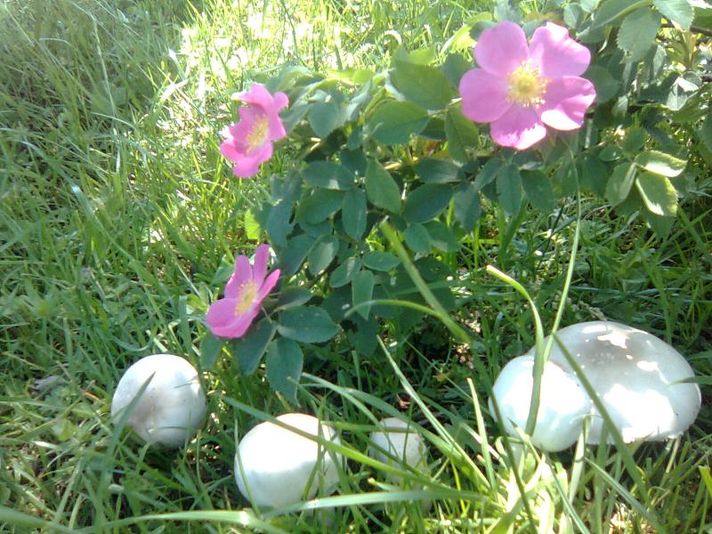 Ожарівка - Ожарівка