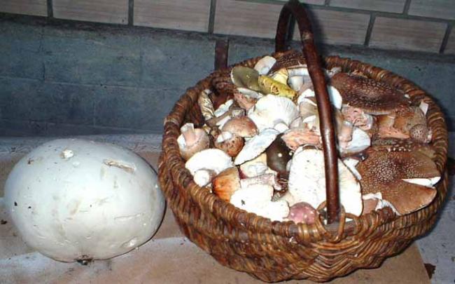 Наші фото - Губин