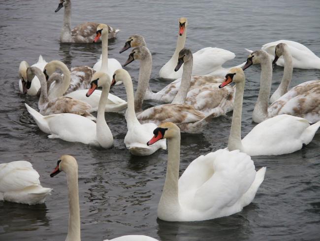 Наші фото - Баїв