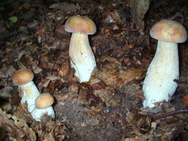 Наші фото - Губин