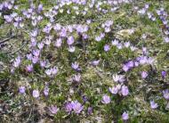 Природа у Брусенках