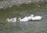 Природа у Брусенках