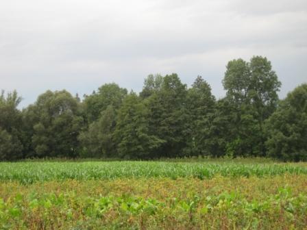 Наші фото - Липки