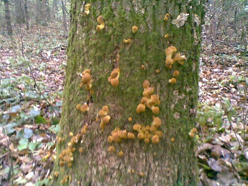 Наші фото - Тростянка