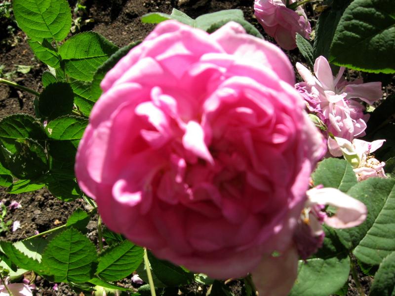 Свято Преображенский Храм - Благовіщенка