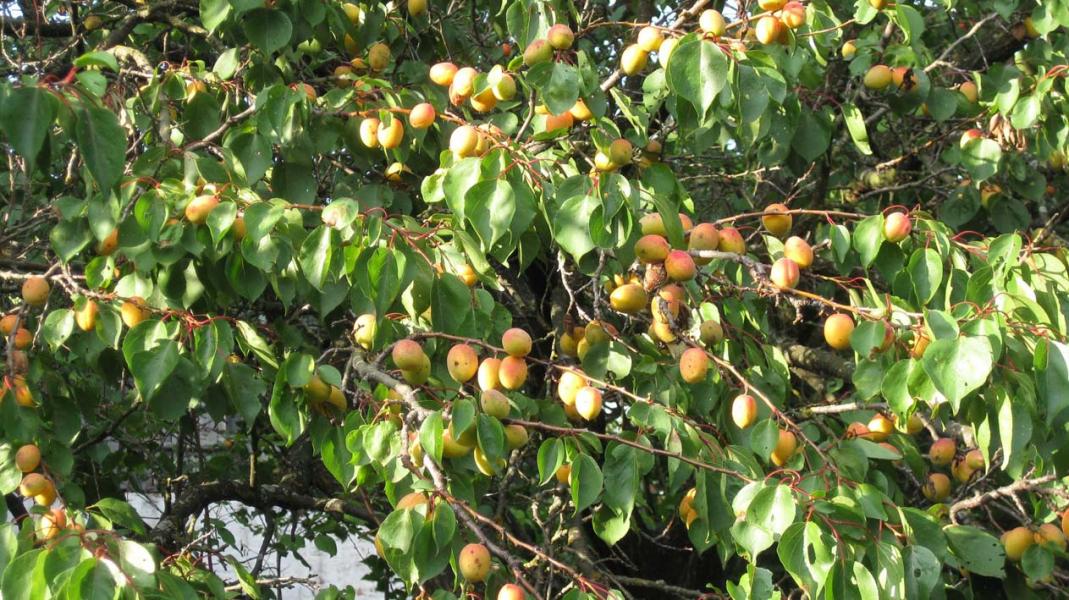 Lamane - Ламане