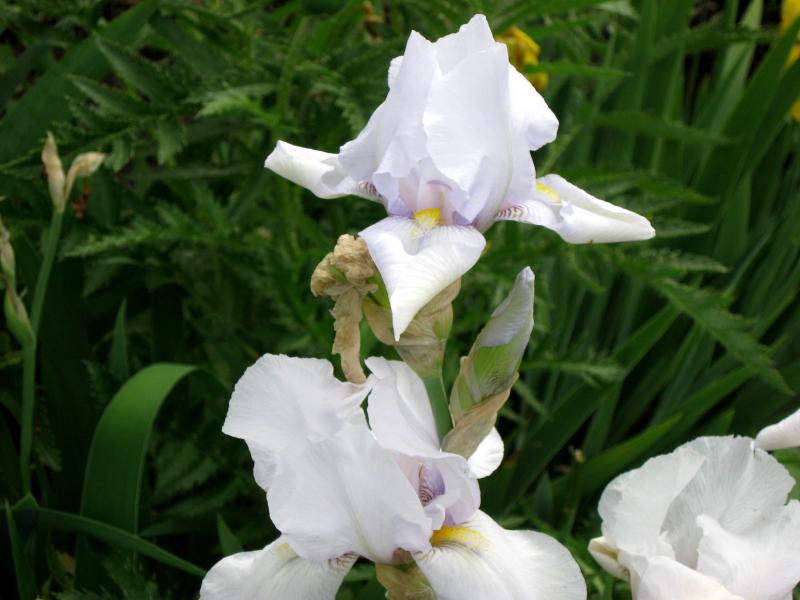 Свято Преображенский Храм - Благовіщенка