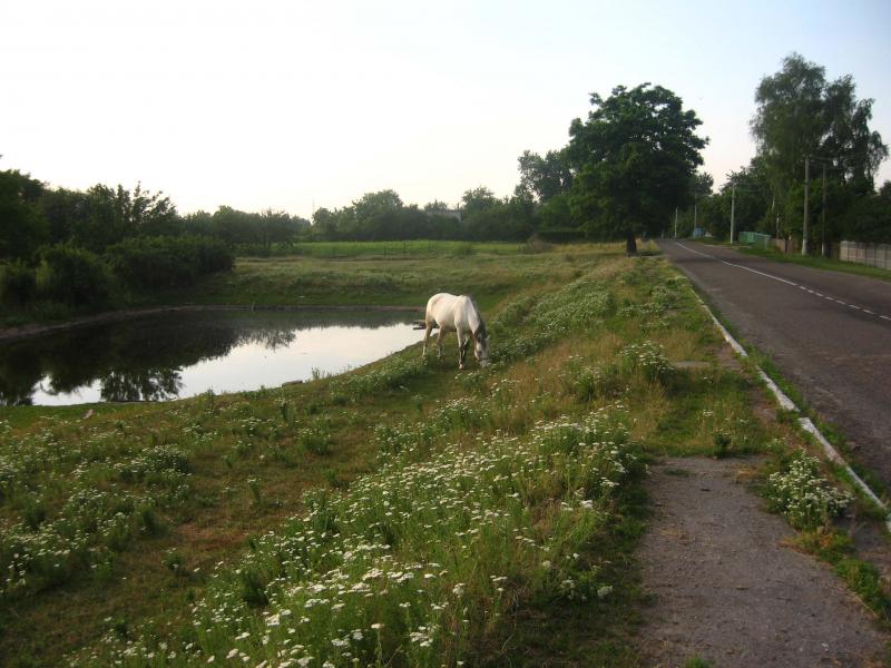 флора і фауна Лукашів - Лукаші