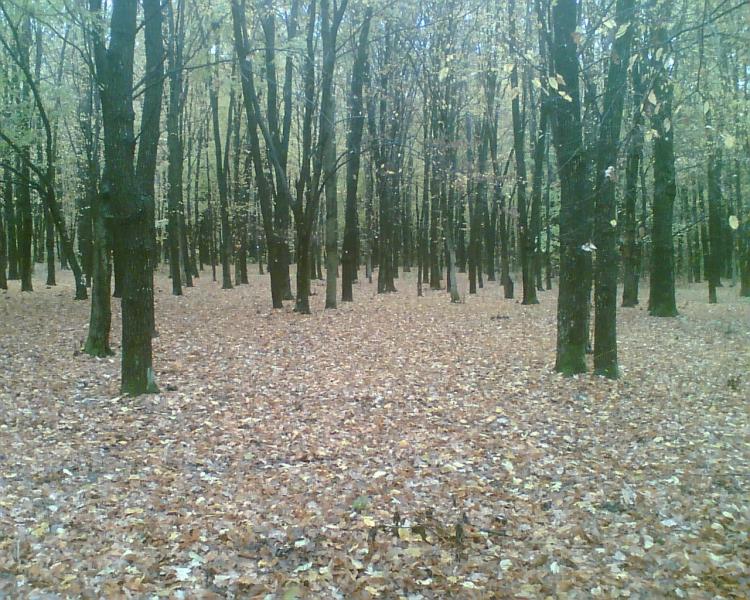 Наші фото - Тростянка