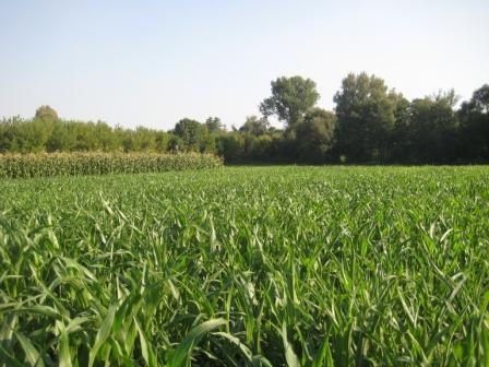 Наші фото - Липки