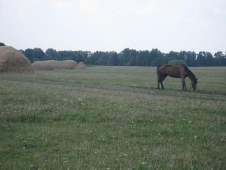Наші фото - Липки