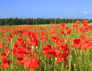 Bukachivtsi - Selected photos