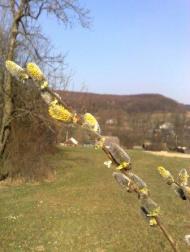 Брусенки - Останні фото