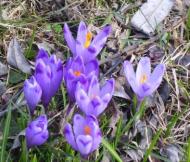 Брусенки - Останні фото