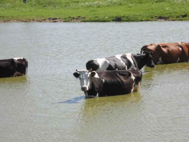 околиці села - Лукаши