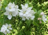 Брусенки - Останні фото