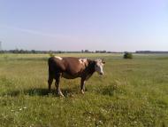 околиці села