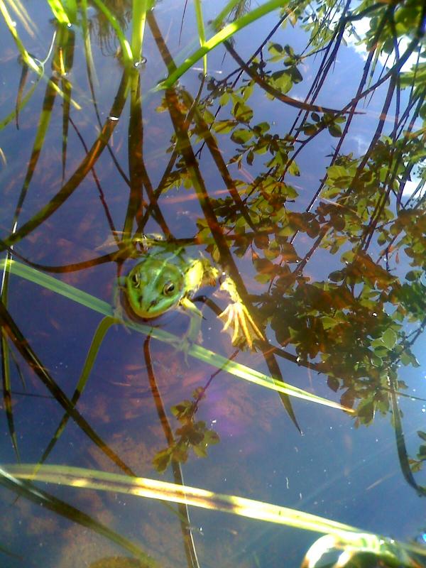 Природа Замлиння - Замлиння