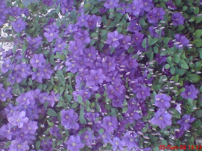 моє село - Яблунів