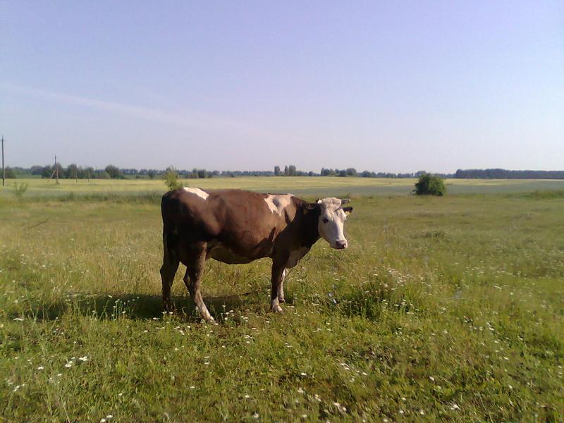 околиці села - Лукаши