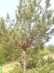 Великомихайловка