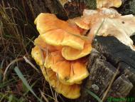 Великомихайловка