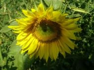 отдых в деревне)