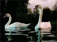 отдых в деревне)